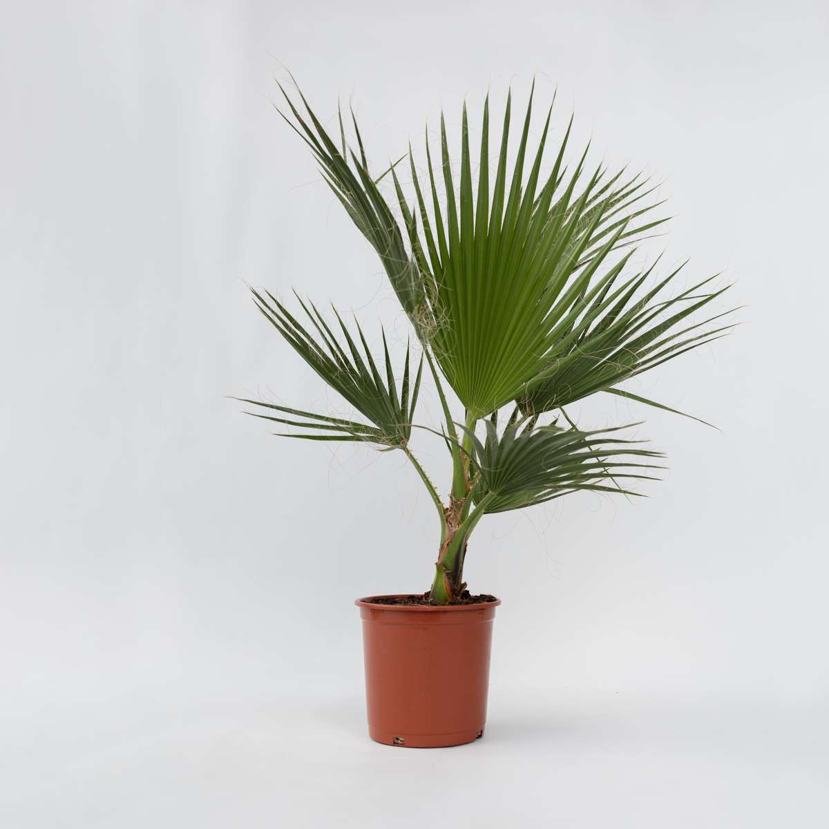 Washingtonia Robusta – Mexikanische Fächerpalme
