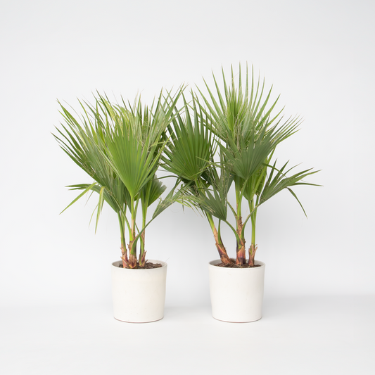 Washingtonia Robusta - 2er-Set - Fächerpalme
