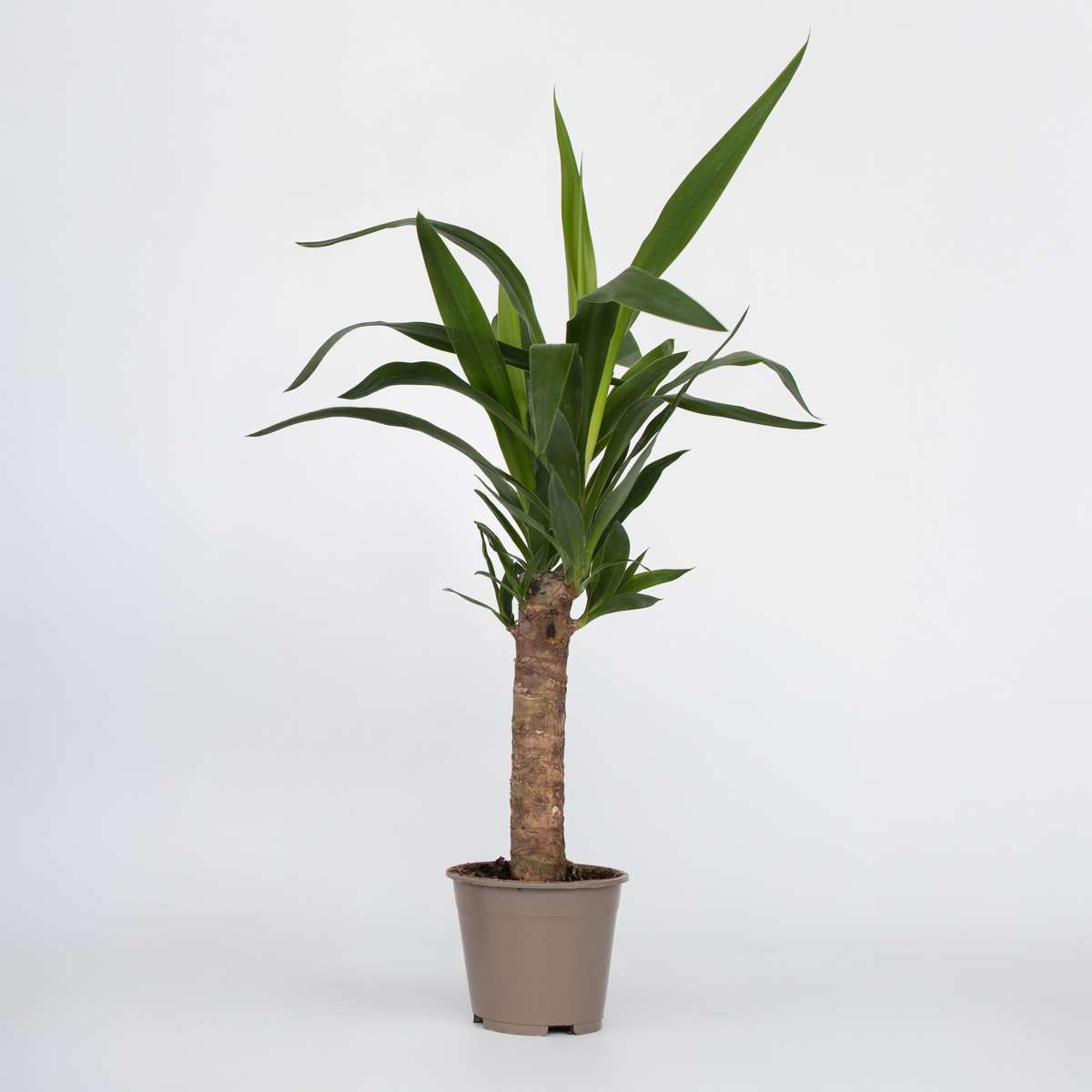 Yucca elephantipes - Palmlilie - Zimmerpalme