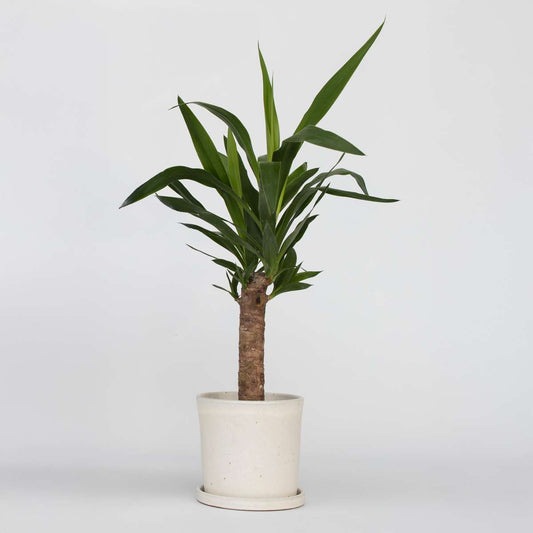 Yucca elephantipes - Palmlilie - Zimmerpalme