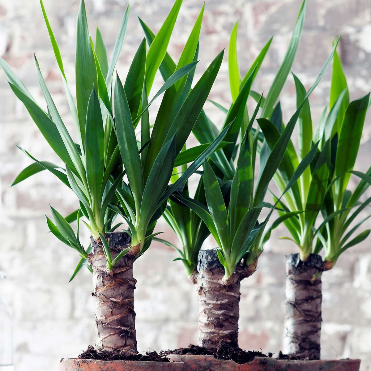 Yucca Elephantipes - 3er-Set - Inklusive Pflanzennahrung