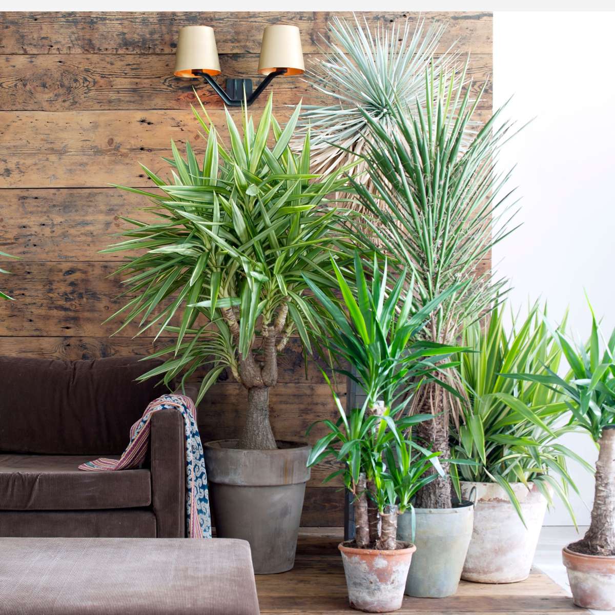 Yucca Elephantipes - 3er-Set - Inklusive Pflanzennahrung