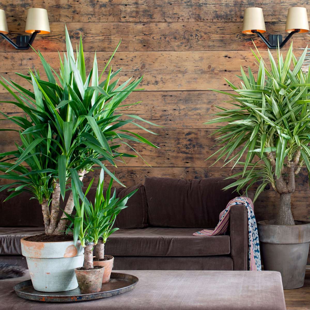 Yucca elephantipes - Palmlilie - 3er Set