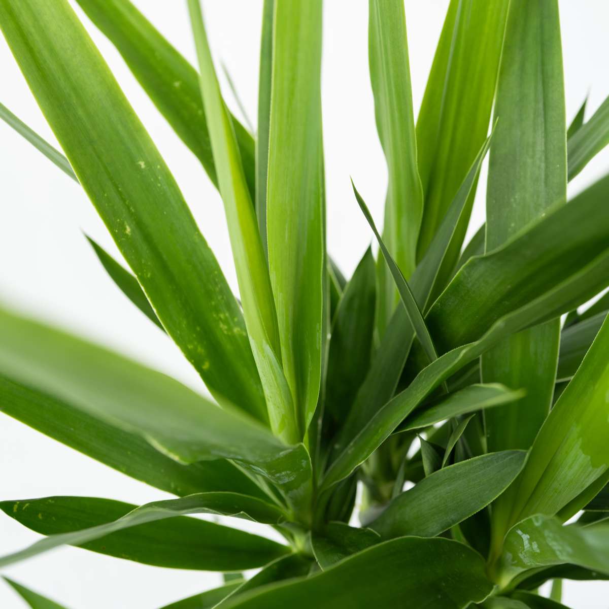 Yucca elephantipes - Palmlilie - 3er Set