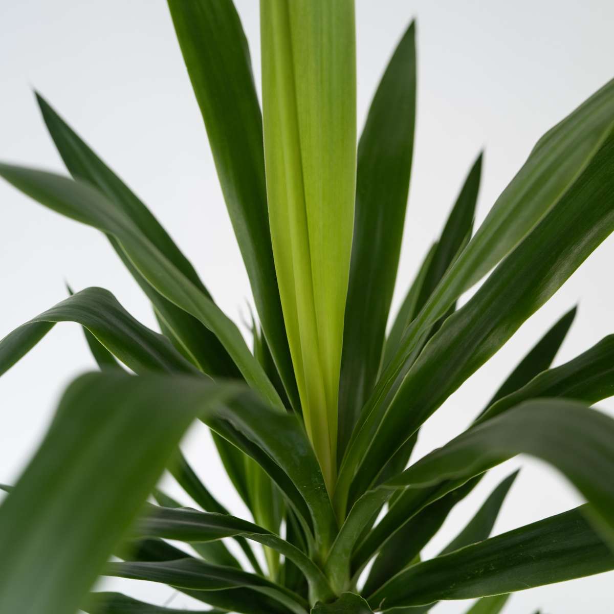 Yucca elephantipes - Palmlilie - 3er Set