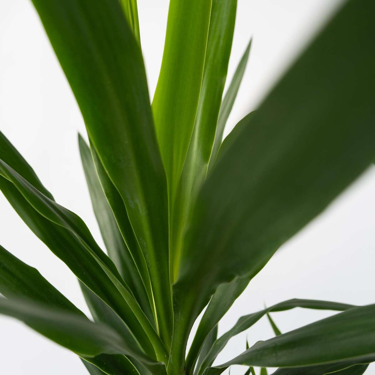 Yucca elephantipes - Palmlilie - 3er Set