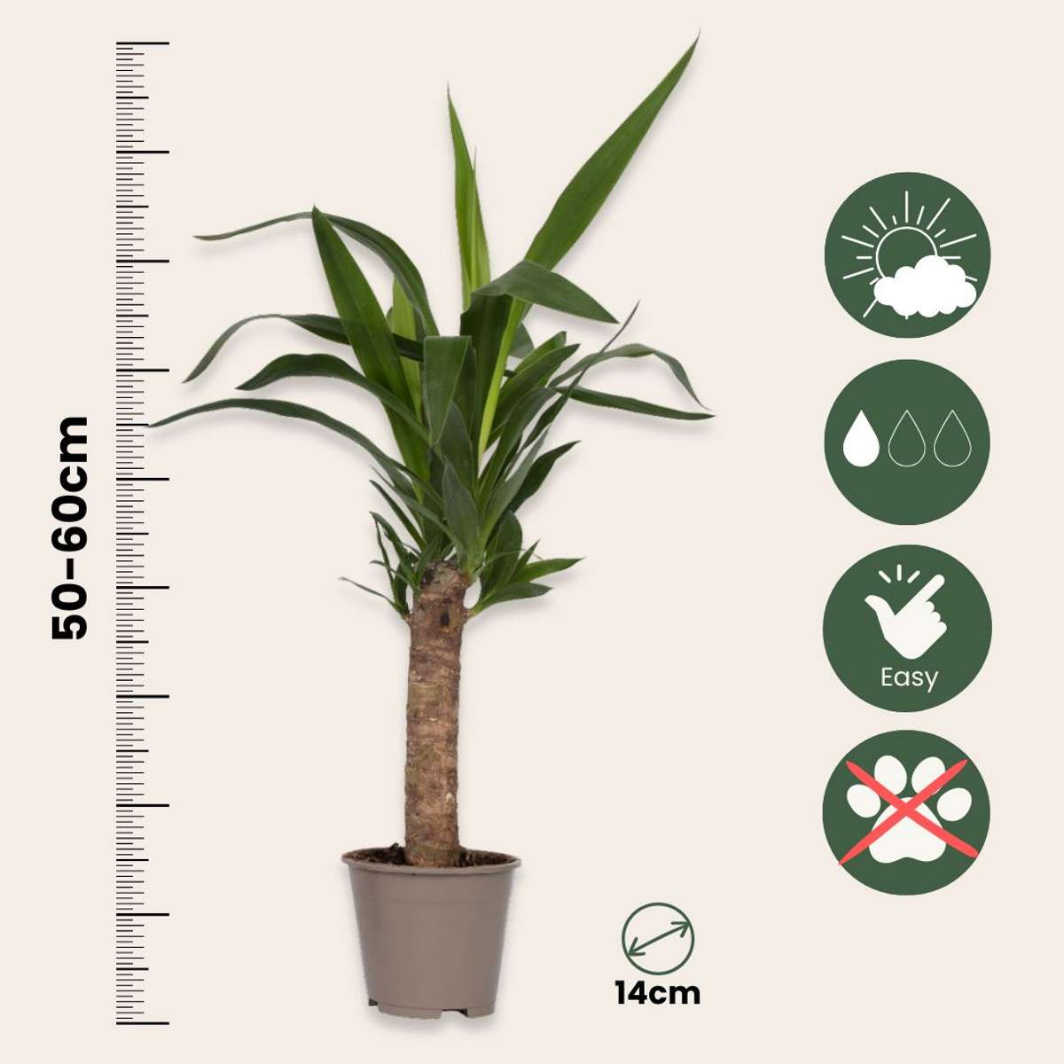 Yucca Elephantipes - 3er-Set - Inklusive Pflanzennahrung