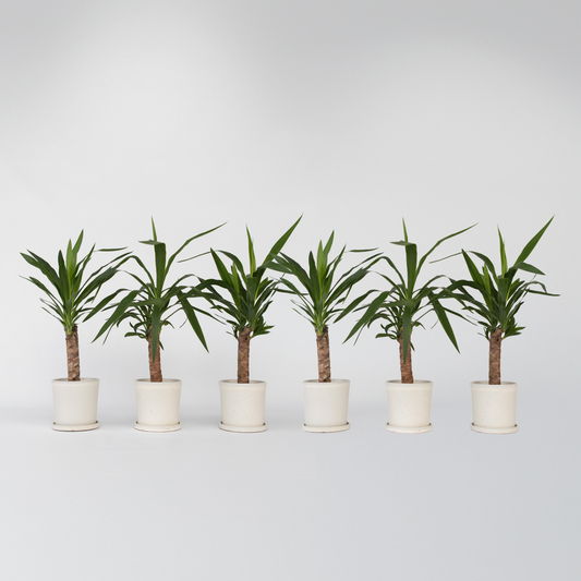 Yucca elephantipes - Palmlilie - 6er-Set