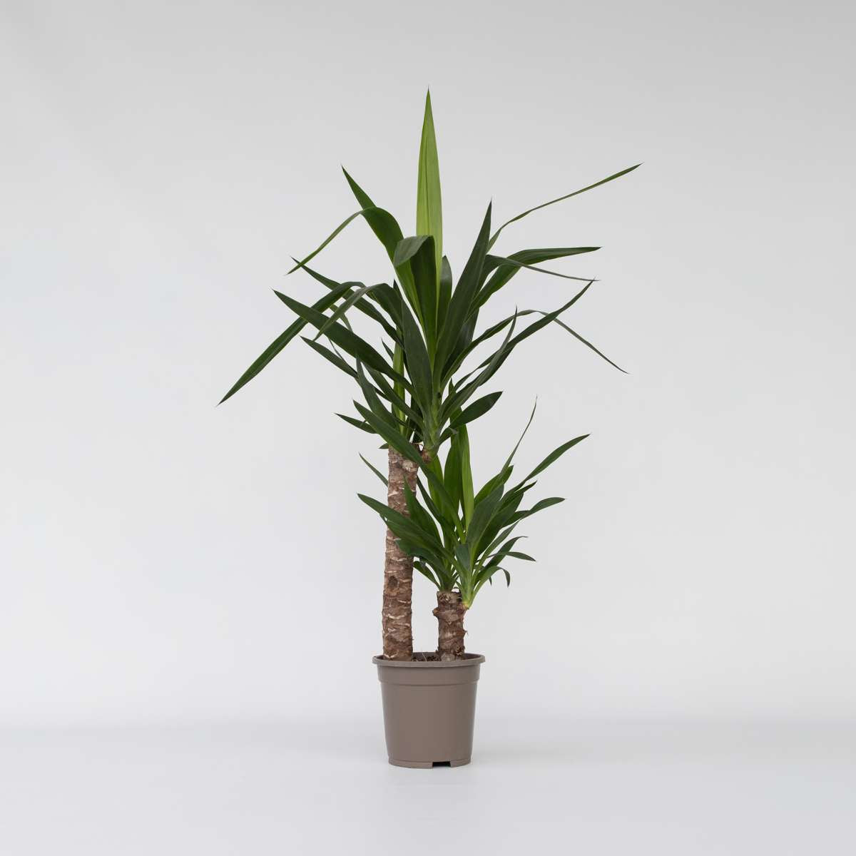 Yucca elephantipes - Palmlilie - Zimmerpalme