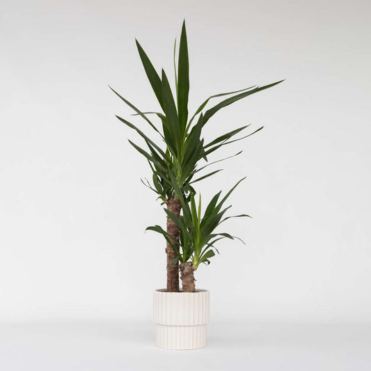 Yucca elephantipes - Palmlilie - Zimmerpalme