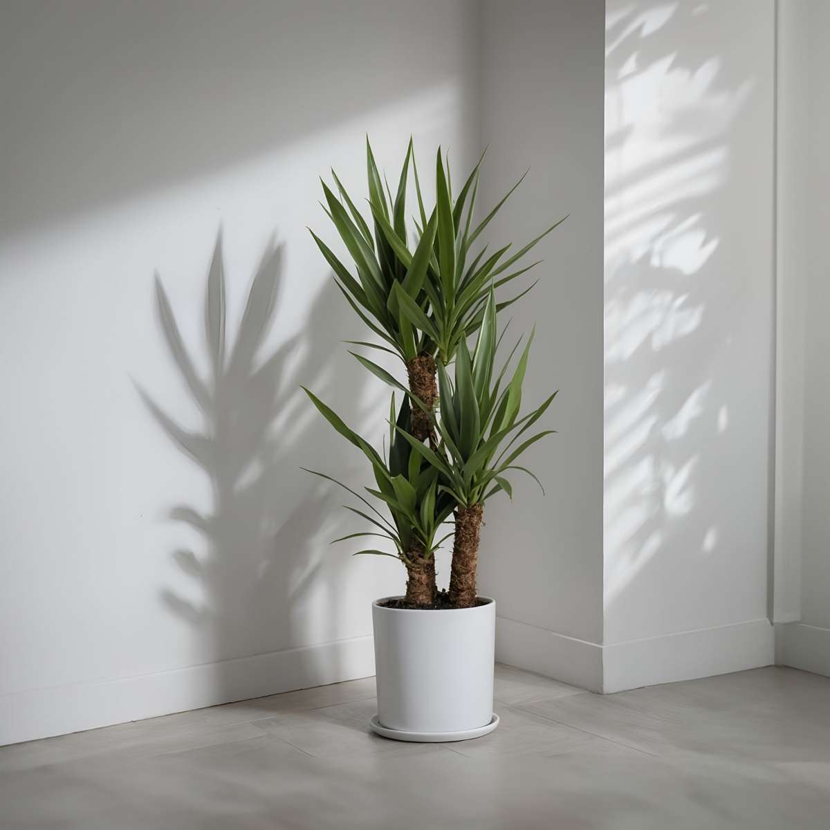 Yucca elephantipes - Palmlilie - 2er-Set