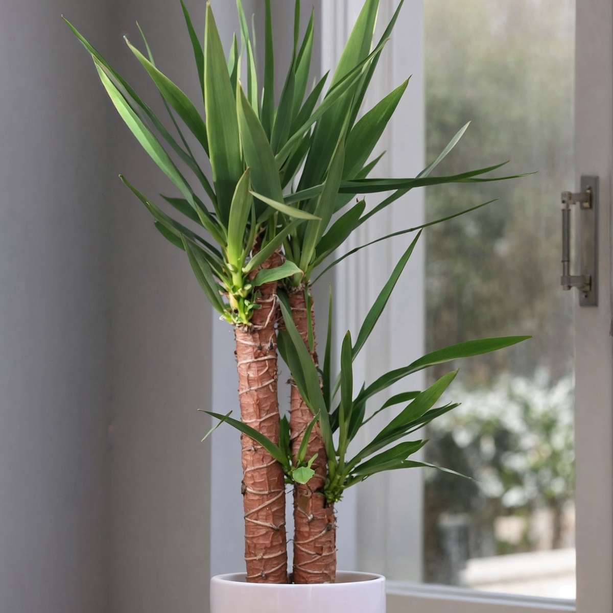 Yucca elephantipes - Palmlilie - 2er-Set