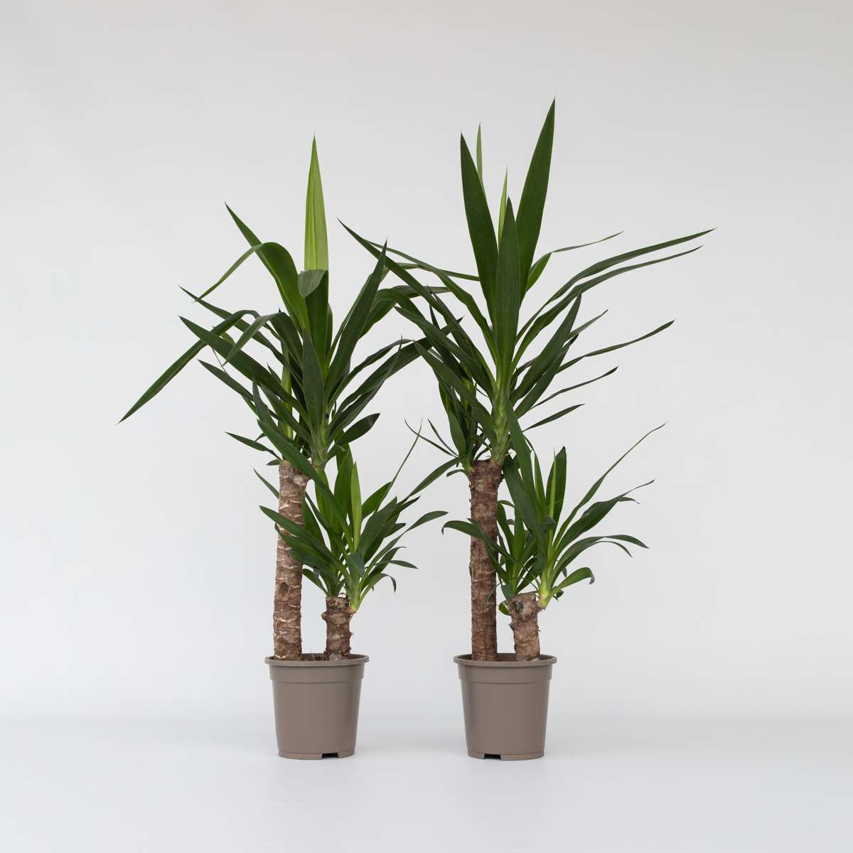 Yucca elephantipes - Palmlilie - 2er-Set
