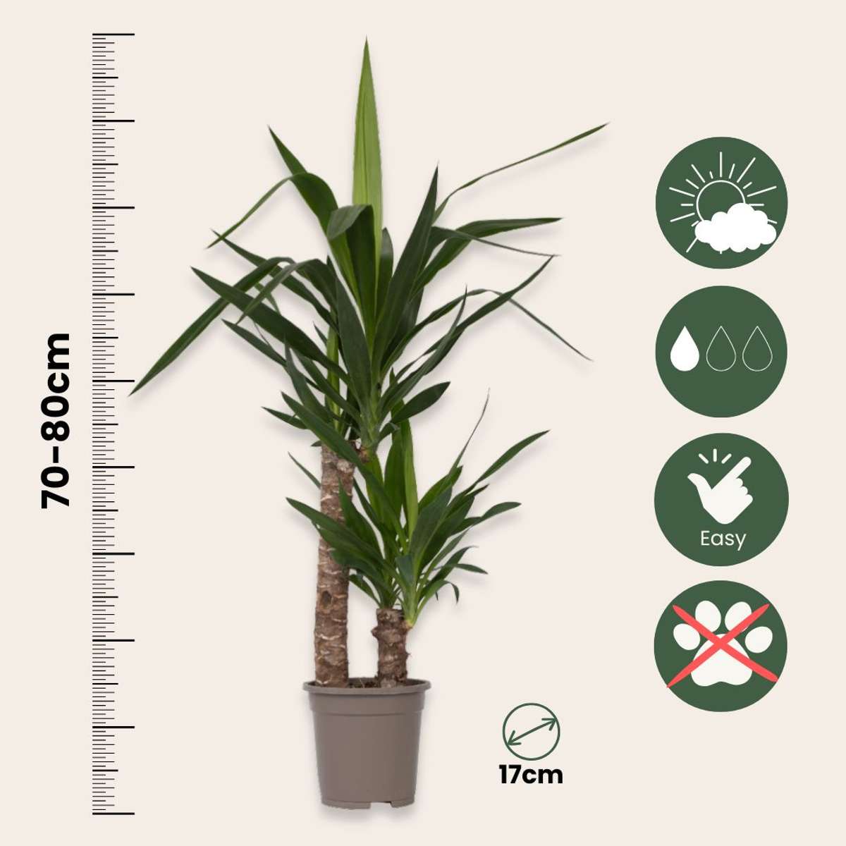 Yucca elephantipes - Palmlilie - 2er-Set