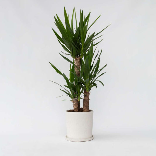 Yucca elephantipes - Palmlilie
