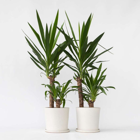 Yucca elephantipes - Palmlilie - 2er-Set