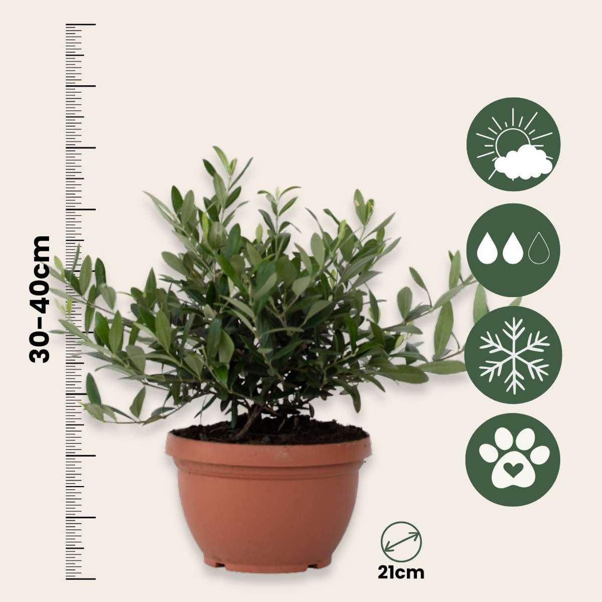 Olea Europaea - Bonsai - Olijfboom in schaal