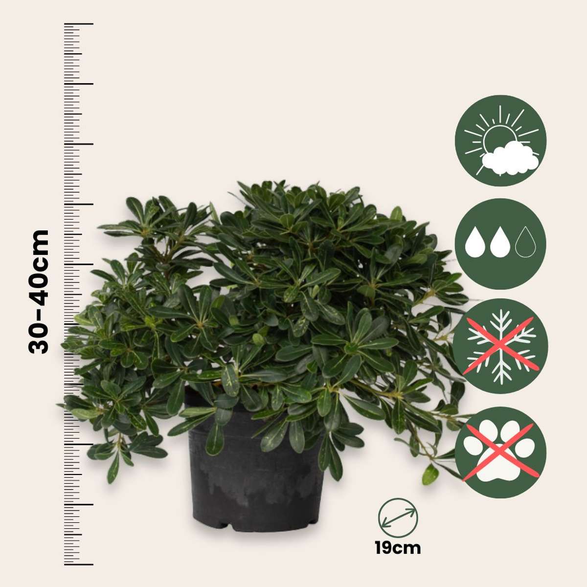 Pittosporum tobira nanum - Laurierstruik