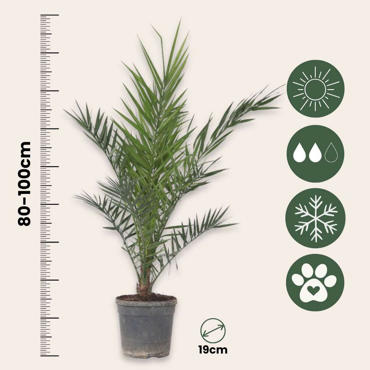 Phoenix Canariensis - Dadelpalm