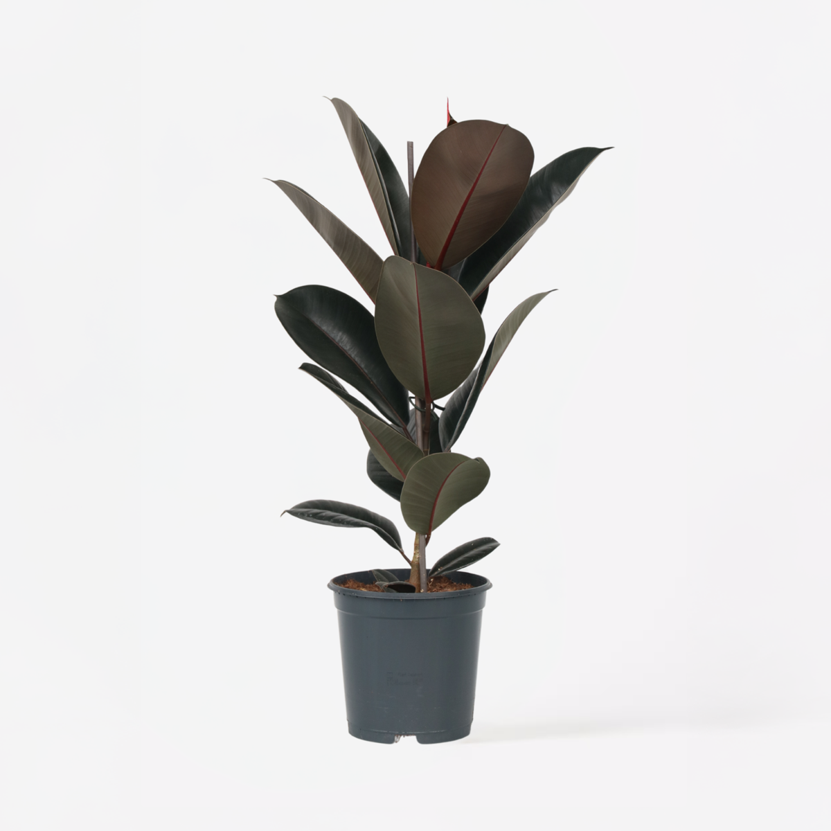 Ficus Elastica 'Abidjan'