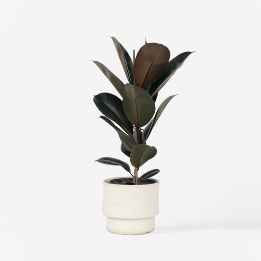 Ficus Elastica 'Abidjan'