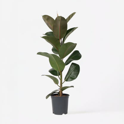 Ficus Elastica 'Robusta'