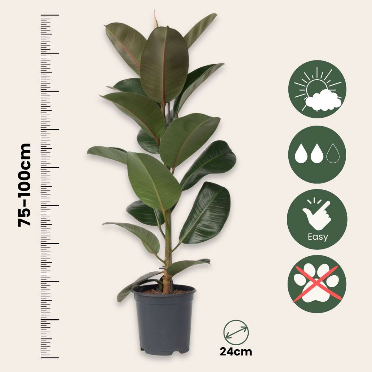 Ficus Elastica 'Robusta'