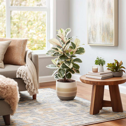 Ficus Elastica 'Tineke'