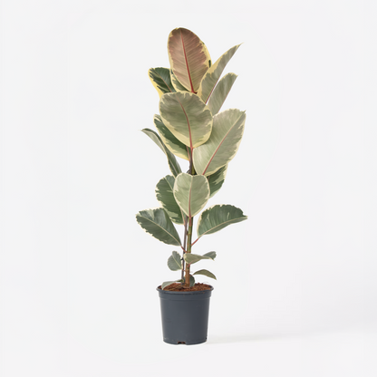 Ficus Elastica 'Tineke'
