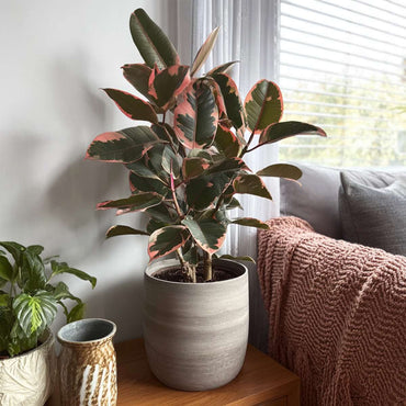 Ficus Elastica 'Belize'