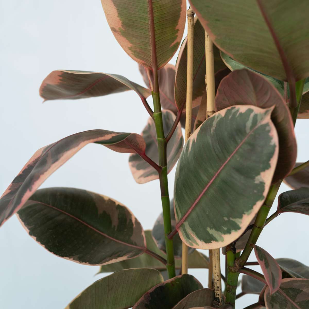 Ficus Elastica 'Belize'