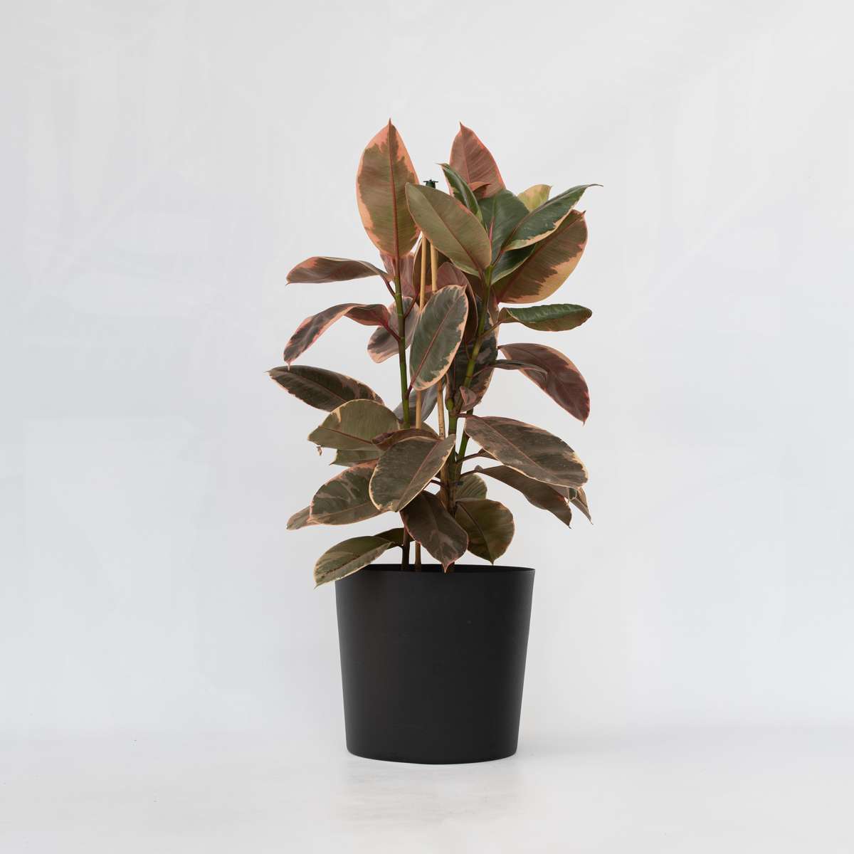 Ficus Elastica 'Belize'
