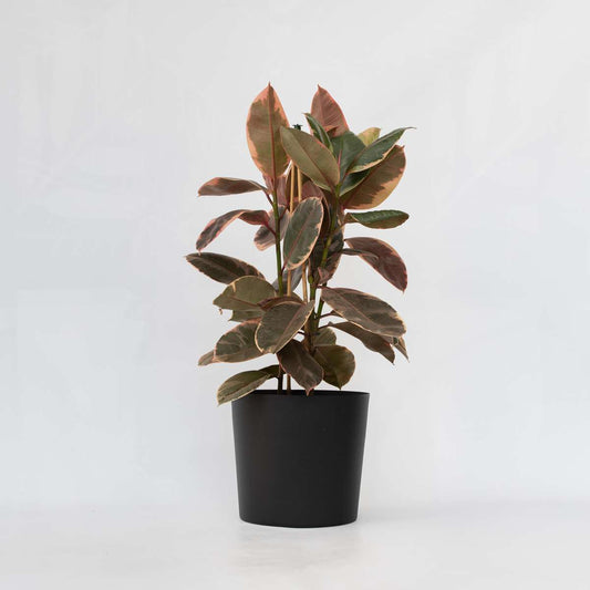 Ficus Elastica 'Belize'