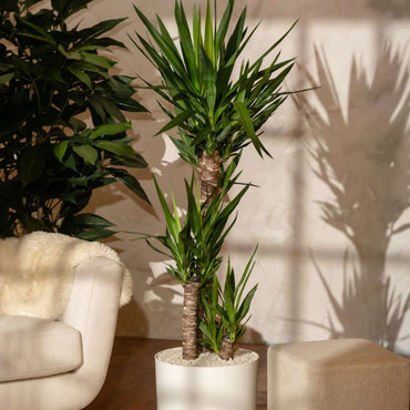 Yucca elephantipes - Palmlilie