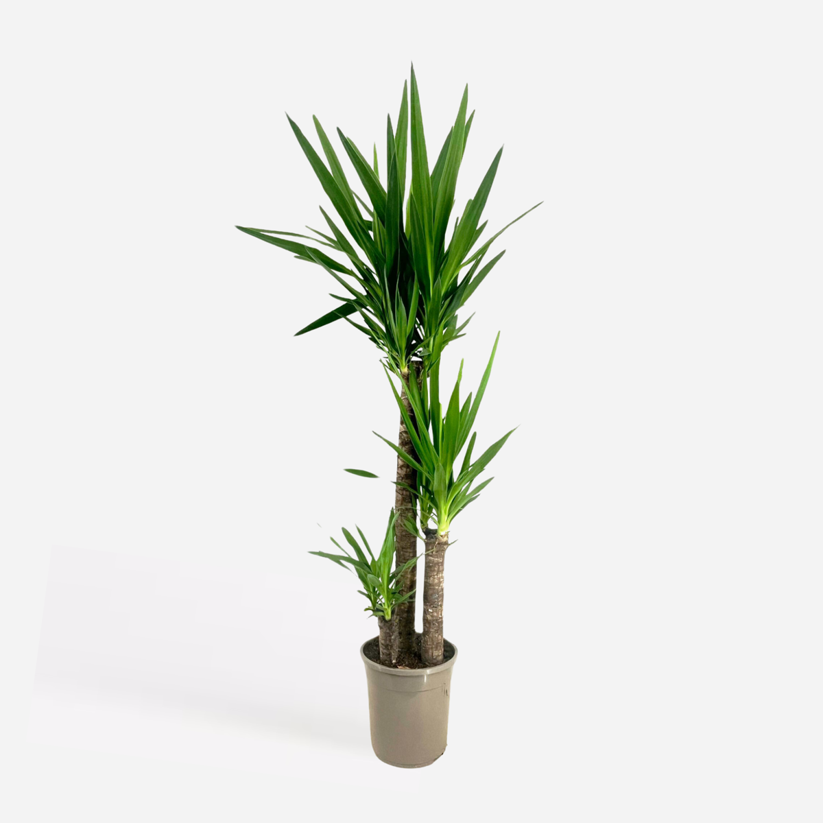 Yucca elephantipes - Palmlilie