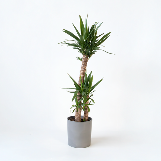 Yucca elephantipes - Palmlilie