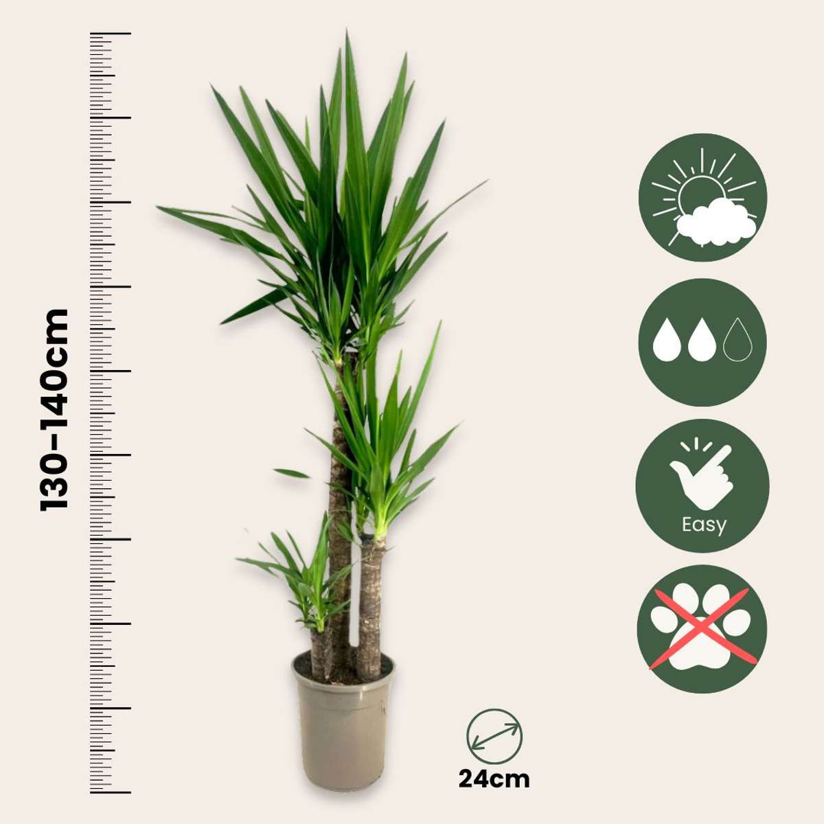 Yucca elephantipes - Palmlilie