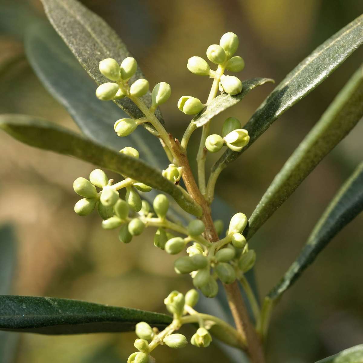 Olea europaea - Olivenbaum