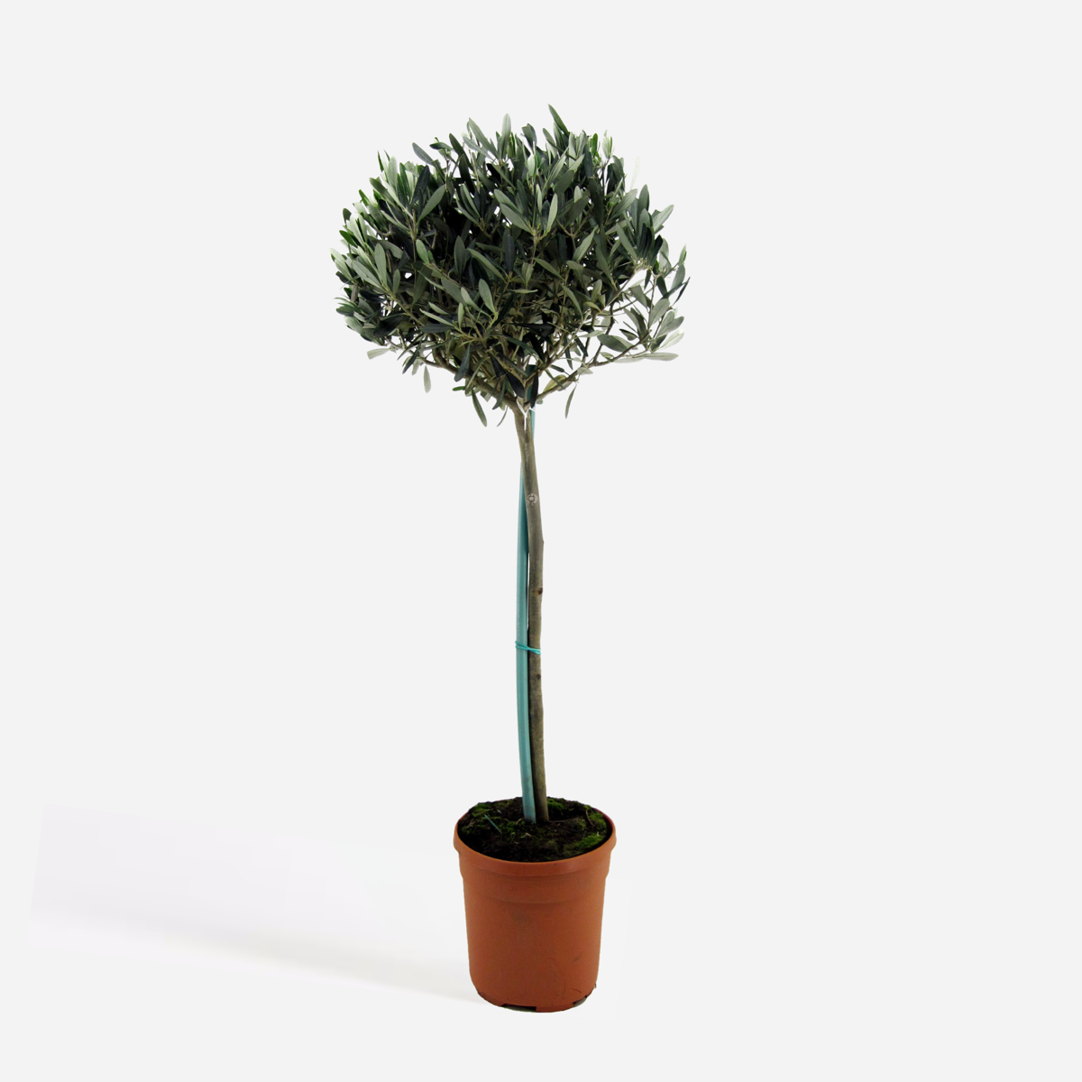 Olea europaea - Olivenbaum