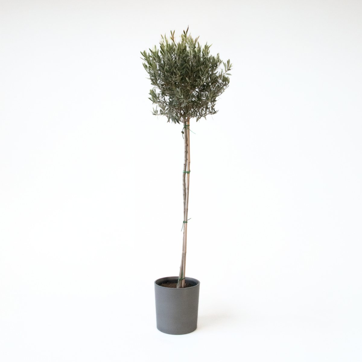 Olea europaea - Olivenbaum