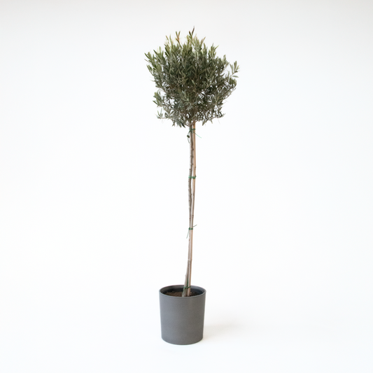 Olea europaea - Olivenbaum