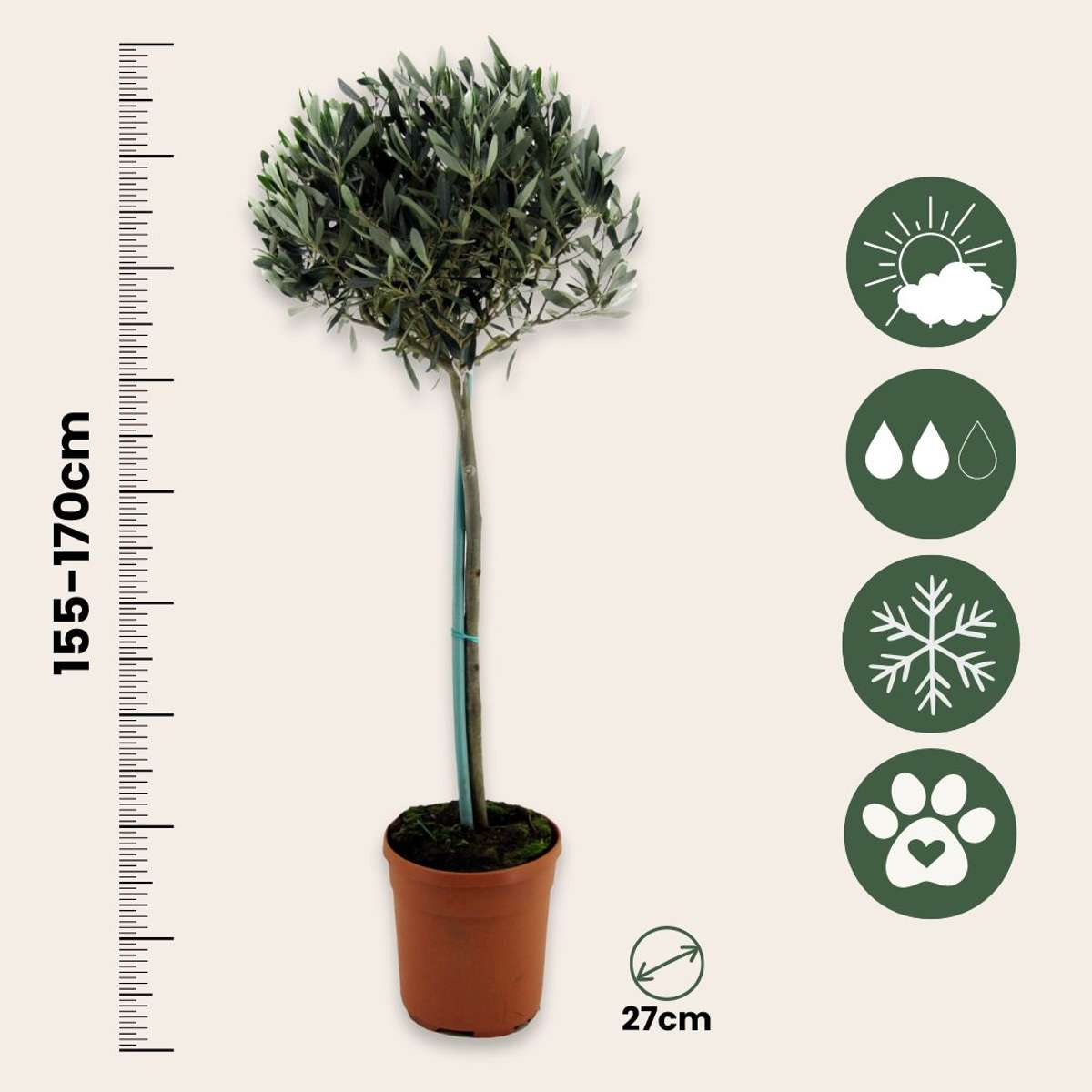 Olea europaea - Olivenbaum