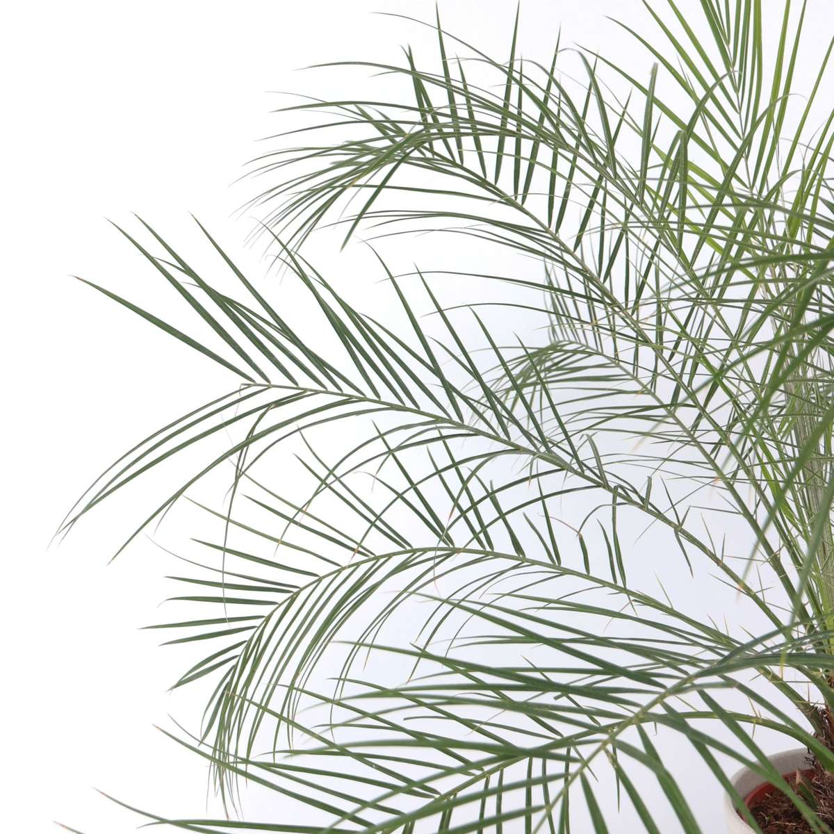 Phoenix roebelenii – Zwerg-Dattelpalme