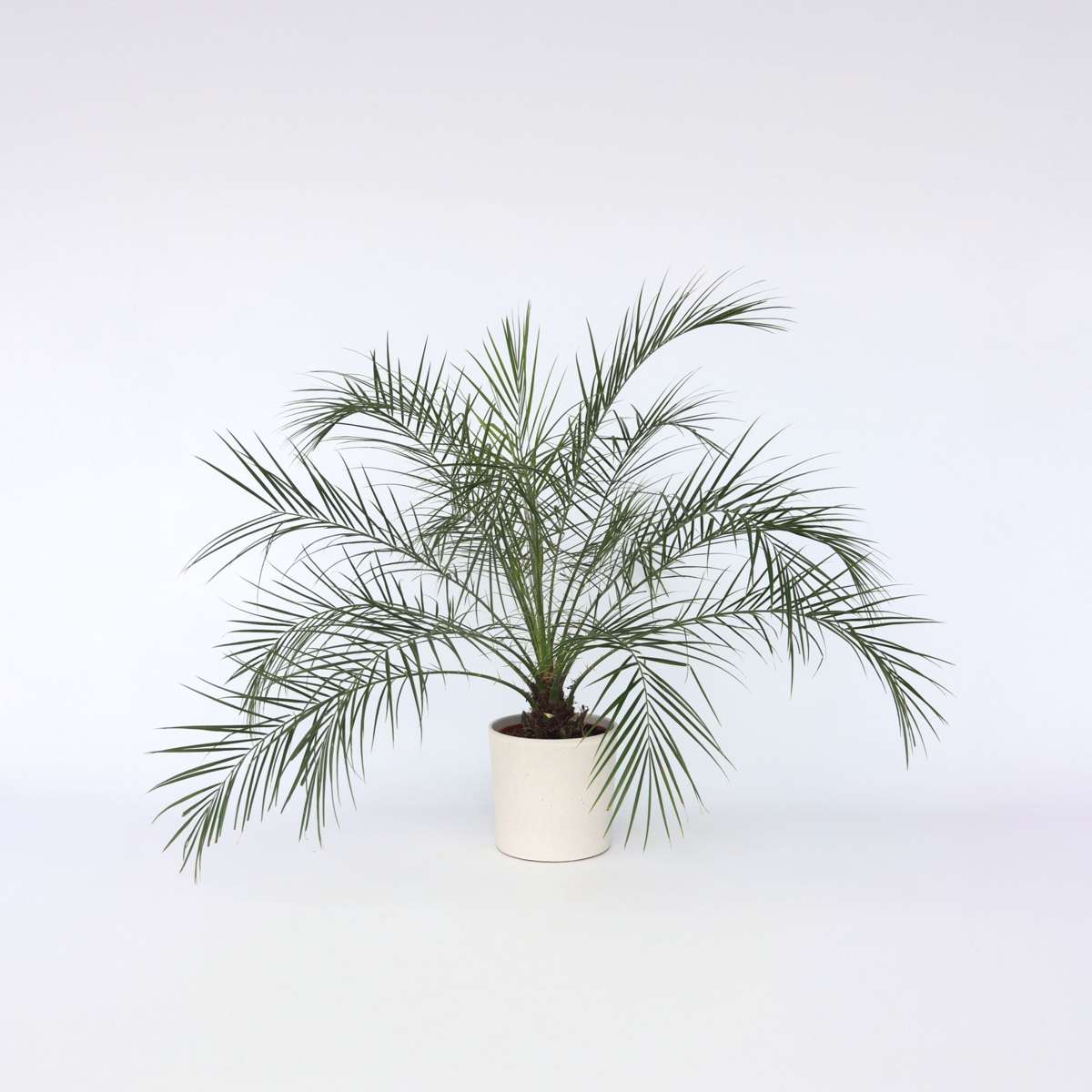 Phoenix roebelenii – Zwerg-Dattelpalme