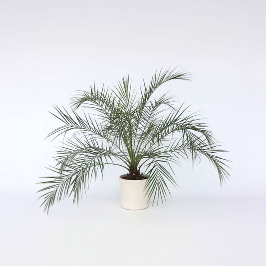 Phoenix roebelenii – Zwerg-Dattelpalme