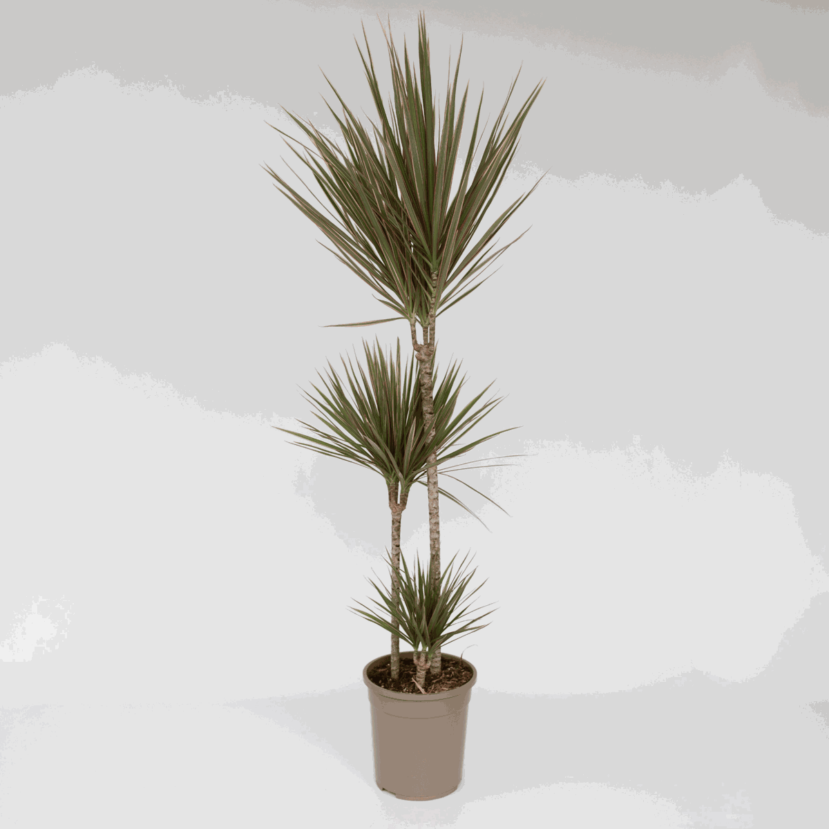 Dracaena marginata Bicolor - Drachenblutbaum