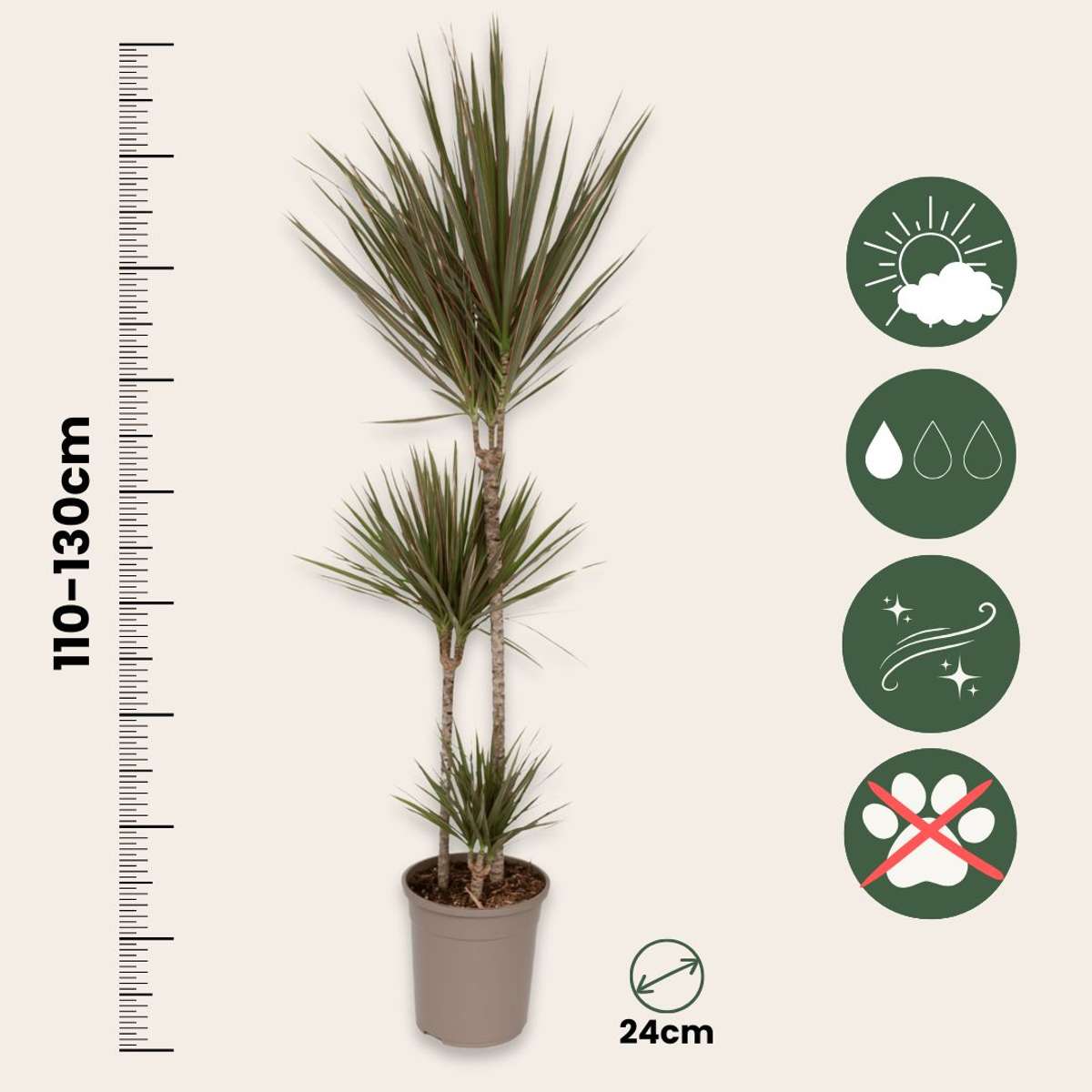 Dracaena marginata Bicolor - Drachenblutbaum