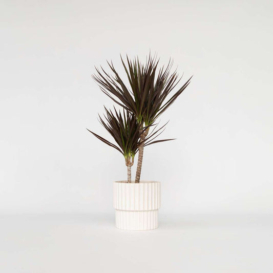 Dracaena marginata Magenta - Drakenbloedboom