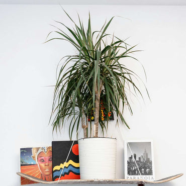 Dracaena marginata Magenta - 2er-Set