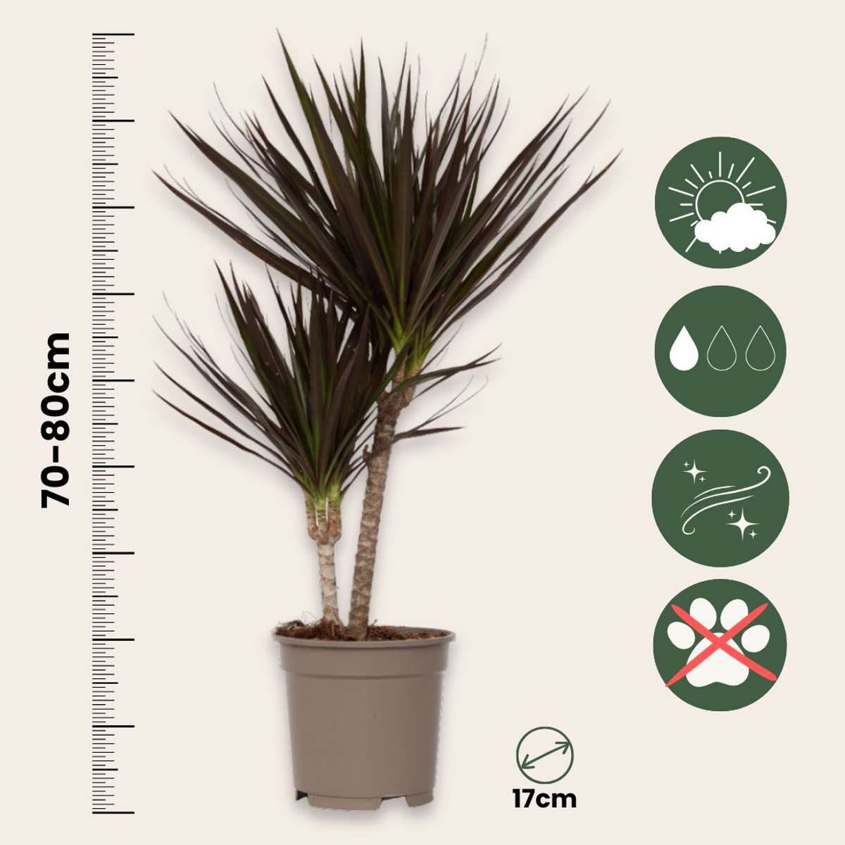 Dracaena marginata Magenta - 2er-Set